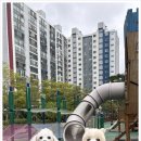 다우리 | 디엠 다우리 도그 센터 애견 유치원 솔직 후기 믿고 맡길 수 있는 이유