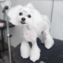 함양애견
