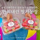 홍북읍 서력마을회관 | 충남 딸기농장 홍성가볼만한곳 단비내린 딸기체험 실내 홍성놀거리