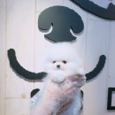 부산애견 | 강아지분양 부산 부산진구 양정동 도그쇼 강아지 애견입양 부산본점 위치 가격 후기