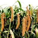 황금잡곡 이미지