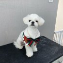 늘, 빛나개 이미지