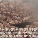 맛있으면돼지 이미지