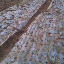 참다래농장 이미지