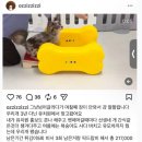 메리펫 애견유치원 | 메리펫 애견유치원 논란, 사건 흐름만 핵심 정리