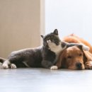 평생피부과동물병원 이미지