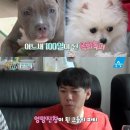 개밥주는 남자 | [채널A] 160812 개밥주는 남자 시청후기! 대중소의 메기잡기와 옥희독희 운동회!