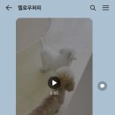 멜로우퍼피 이미지