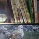 [7차시후기] 업랜드 구스 중 일부는 반대되는 삶을 살아간다? 이미지
