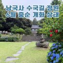 세화국제여행사주 | 제주 남국사 수국길 7월 만개 예상 무료 주차, 시내권 수국 명소인 이유?