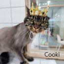 고양이 목욕탕 이미지