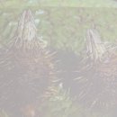 백초당한의원 이미지