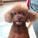 모카애견 이미지