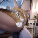 일프로 애견 이미지