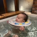 스테이나무 이미지