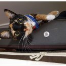 닥터팬더 동물병원 이미지