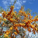 씨벅턴 [시벅턴, Sea buckthorn, 비타민나무, 산자나무 열매 (Hippophae rhamnoides)] 이미지
