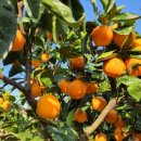 방가네농장 이미지