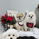 펫티즈 | 동결건조간식:) 펫티즈 아그작 100% 트릿 - 치킨,북어 급여후기