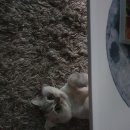 거인왕족발 이미지