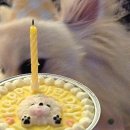 냥냥쩝쩝 | 멍케이크추천, 강아지 생일케이크 맛집 &#39; 냥냥쩝쩝 &#39;
