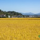 황금물결 이미지