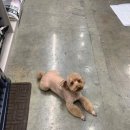 쥬티 펫 이미지