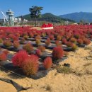 황산공원 축구장 | 2025년 황산공원 국화축제 개요 및 주차 정보