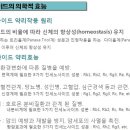 사포닌[진세노사이드]성분이 항암제보다 생명연장에 더욱 효과적]젬시타빈 사포닌 비교실험 임상자료 이미지