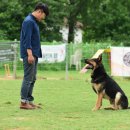 도그베이 이미지