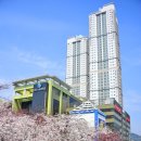 꽃피는 봄이 오면 이미지