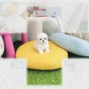 말티와푸들이사는집 | 가평 강아지분양 운명처럼 만난 실버토이푸들 후기