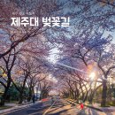 벚꽃길 티스토리