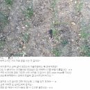 Leek Seeds [릭 씨앗 ] 이미지