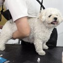 애견미용 이미지