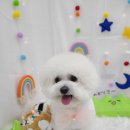 동그란 멍멍이 이미지