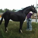 포레스트G1 이미지