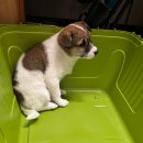 해든동물병원 이미지