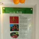 일월인삼사