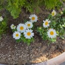 솔잎향기 | 소나무향기 솔솔솔 깊은사속의맛이 느껴지는 솔의힘의로 에너지 재 충전해보실까요