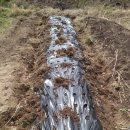 천문동 농장 이미지