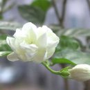 아모레플라워 이미지