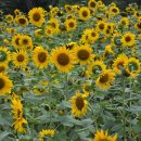 노화해바라기 이미지