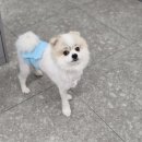 보담동물의료센터