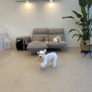 PUPPY POP 이미지