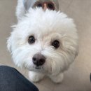 지에스25 마포엘지점 | 마포역 속눈썹펌 플로리아뷰티 꾸안꾸 메이크업 필수 블랙틴팅펌 후기