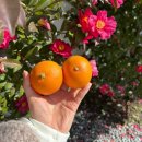 훈식 | 제주 겨울 여행 "훈식이네동백밭" 후기 | 제주 동백꽃 명소, 제주 1월 동백꽃