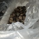 생굴잔치 Daum카페