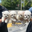 전주강아지분양 미니퍼피 가정견사 직영 이미지