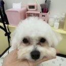 아멍띠에 | 옥정 애견미용 고객님 대만족 찐후기❣️ 말티푸 전문👍